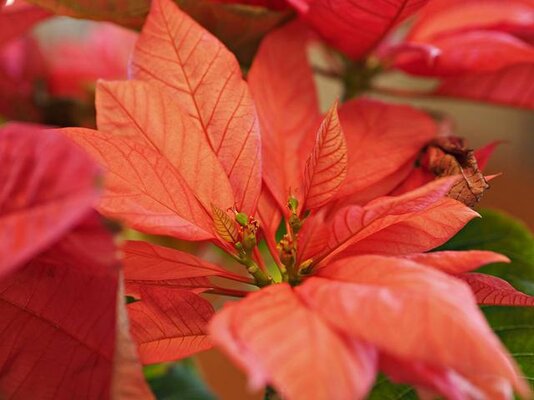 Poinsettia1.jpg