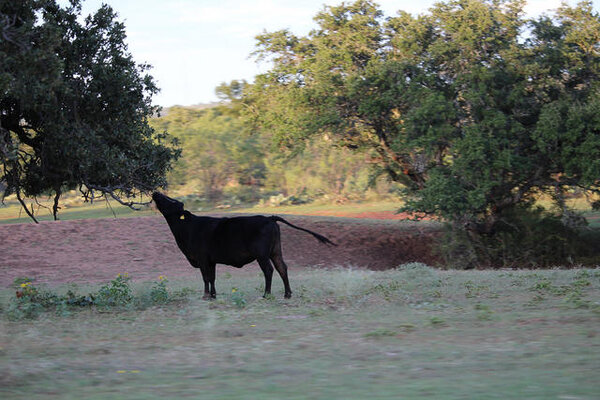 cow and tree.jpg