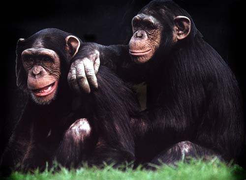 chimps2.jpg
