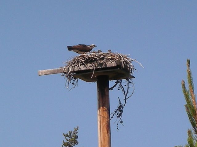 07Yellowstone%20222.jpg