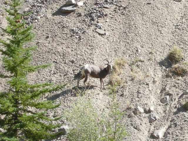 07Yellowstone%20401.jpg