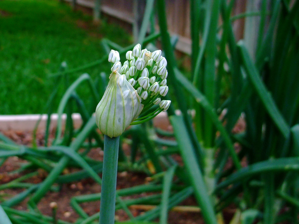 1-5-24 budding onion.jpg