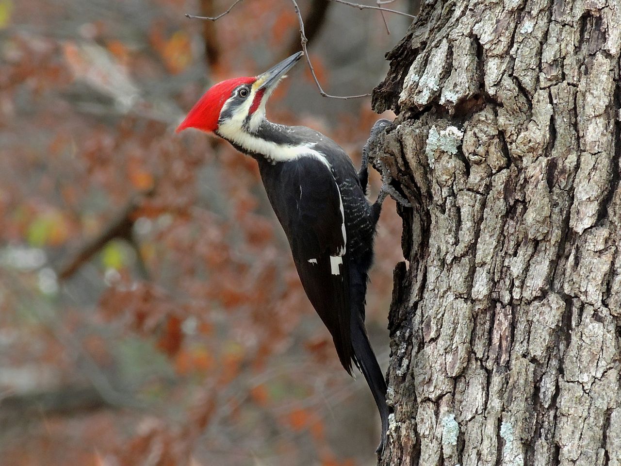 1280px-PileatedWoodpeckerFeedingonTree.jpg