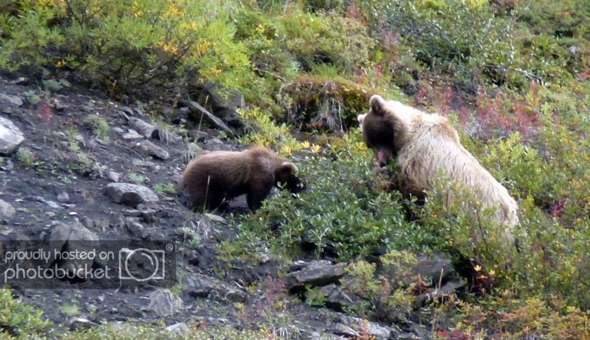 AlaskaDay2Denali007_zps5798292a.jpg