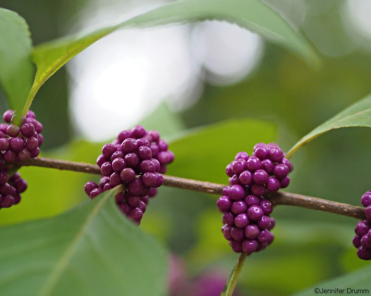 AmBeautyBerry8-28-16-L.jpg