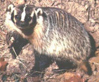 badger1.jpg