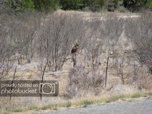 BB_3-16-09_ReducedOwl1.jpg