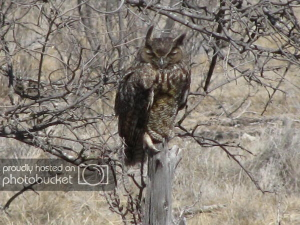 BB_3-16-09_ReducedOwl2.jpg