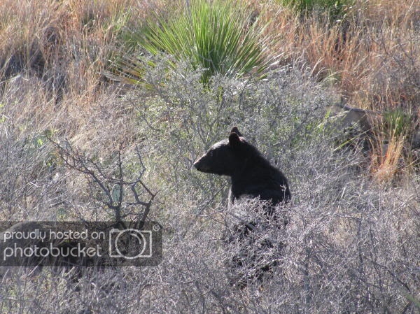 BB_3-17-09_ReducedChisosBear1.jpg