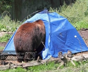 Black-Bear-in-Tent-300x246_zps24dade09.jpg