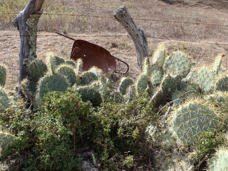 cacti-red.jpg