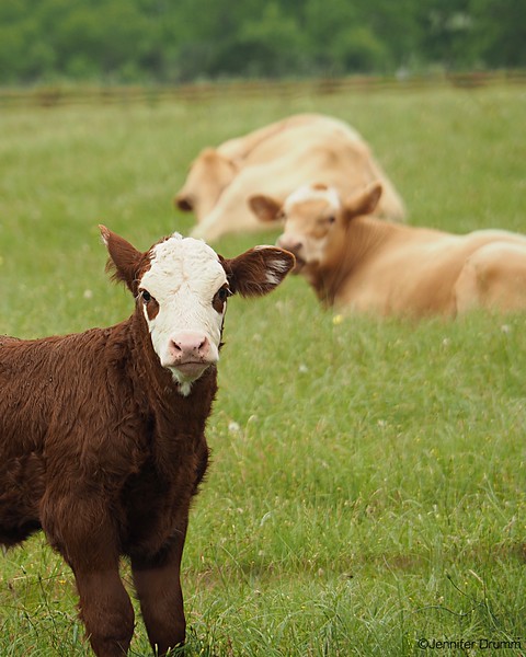 calf4_5-1-2016-L.jpg