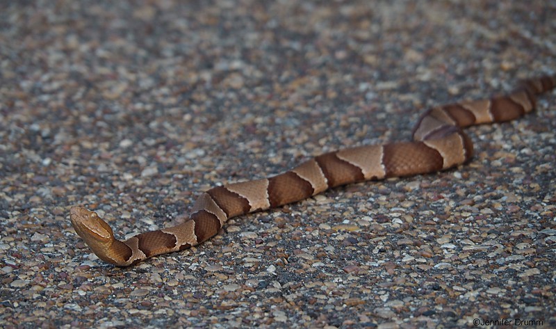 copperhead_5-11-2016-L.jpg