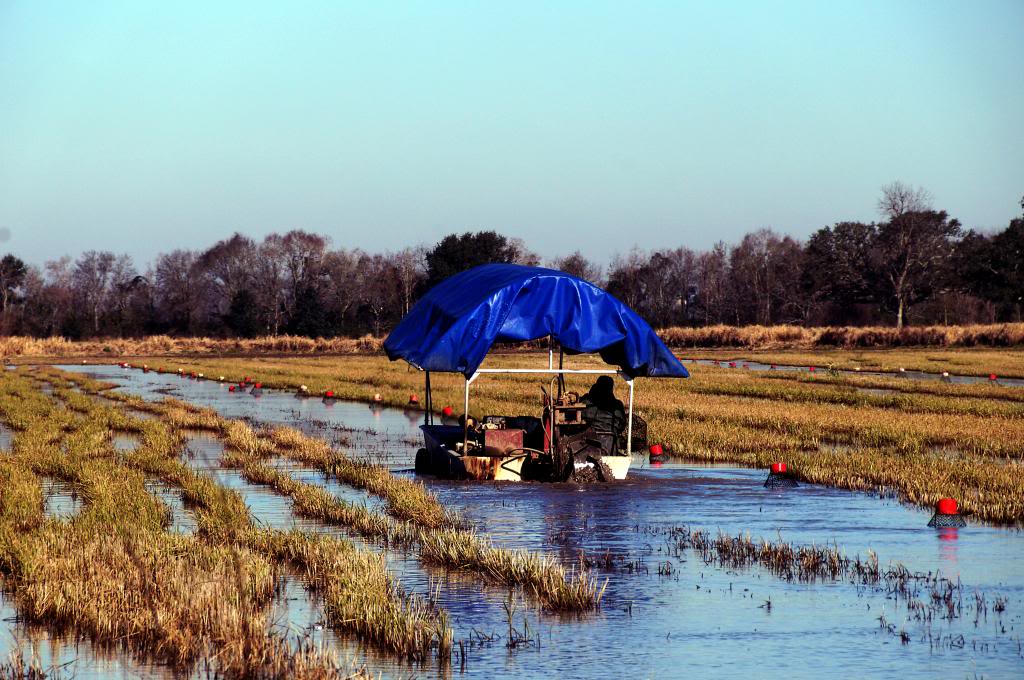 CrawfishBoat_zpsf681adff.jpg