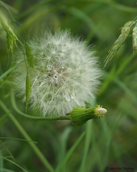 dandelion_5-1-2016-L.jpg