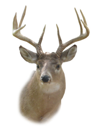 Deer-Head-PNG-HD-M.png