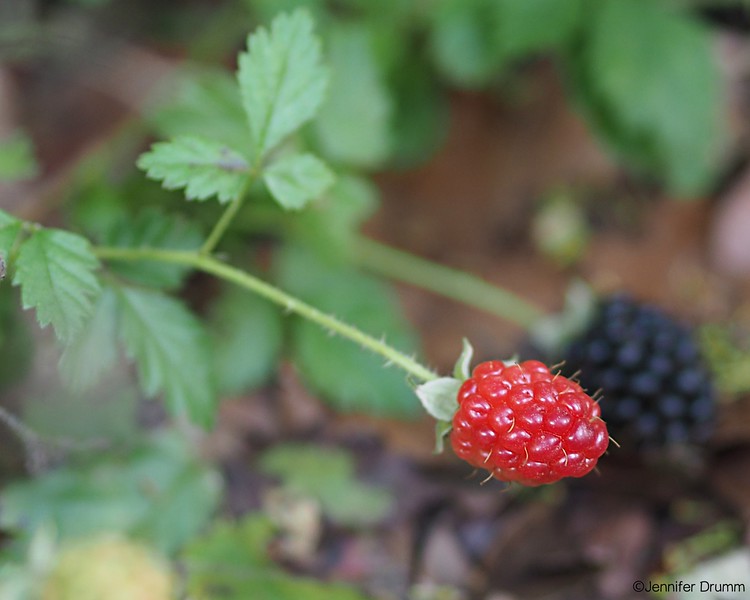 dewberries1_4-24-16-L.jpg