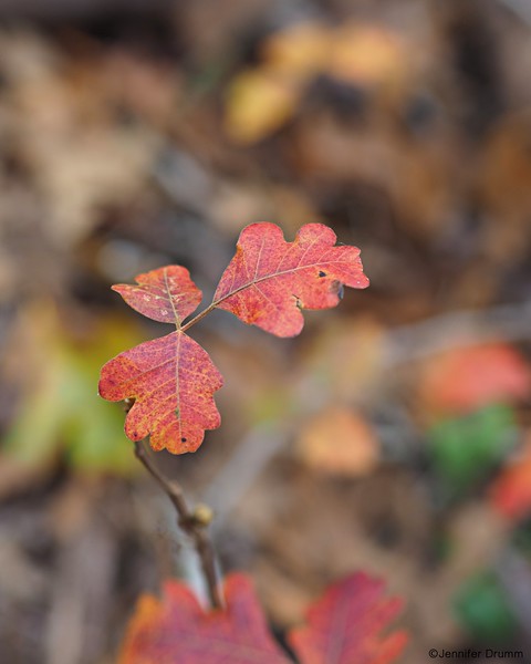 fall_leaves11-27-2016-L.jpg