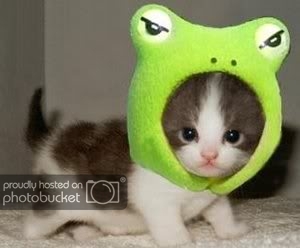 frogkitten03.jpg