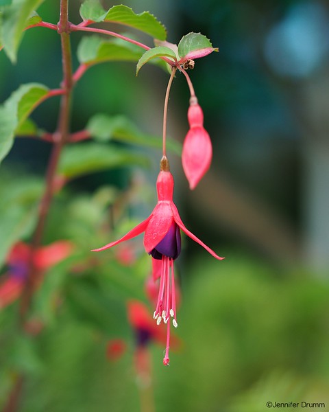 Fuchsia_7-7-2016-L.jpg