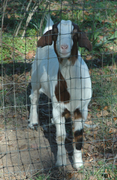 goat1_1392q.jpg