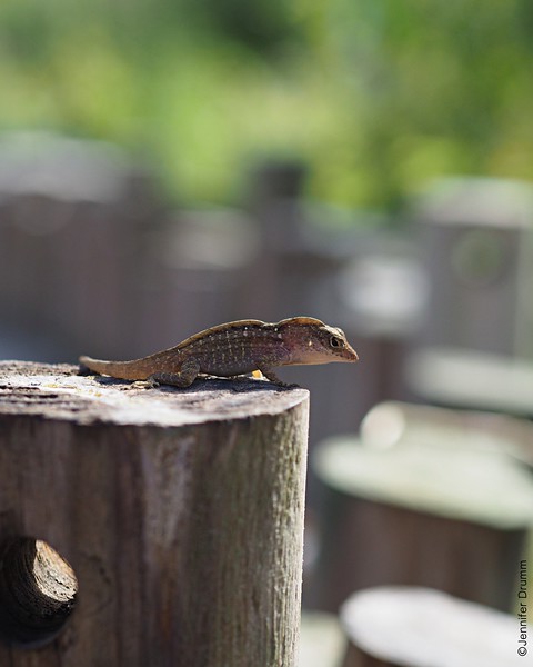 lizard2_10-30-2016-L.jpg