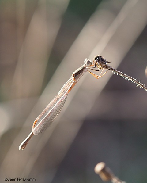 mayfly1-29-17-L.jpg