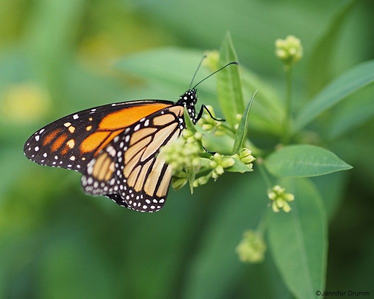 Monarch1_10-30-2016-L.jpg