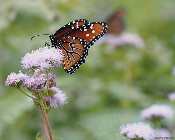 Monarch2_10-23-2016-L.jpg