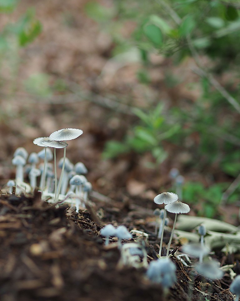 Mushrooms3_5-1-2016-X2.jpg