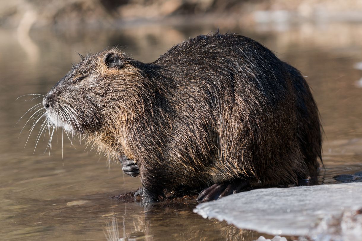 Nutria__Myocastor_coypus__in_a_partially_frozen_river_Ljubljanica.0.jpg