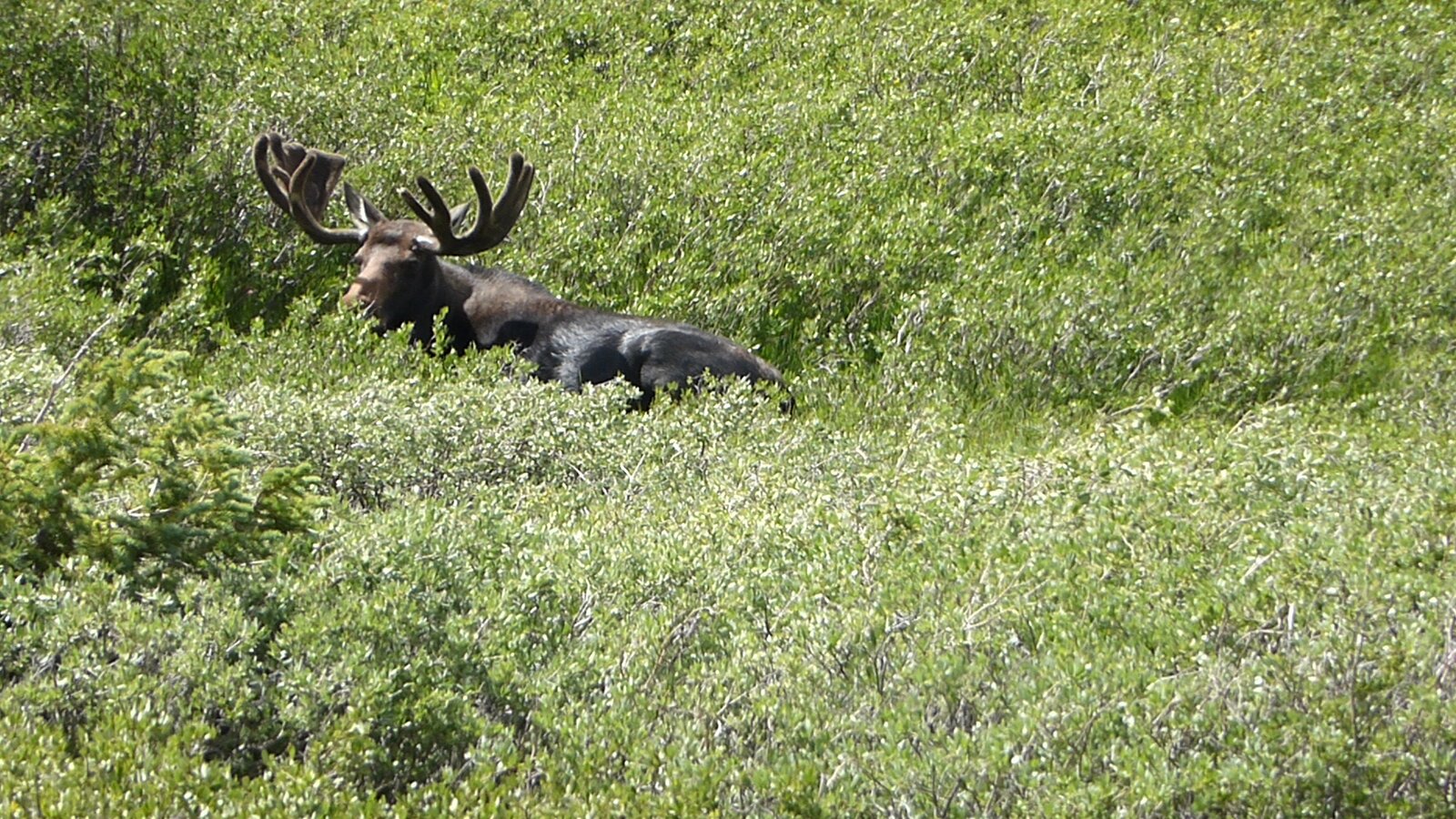 P1010399 - moose CU.JPG