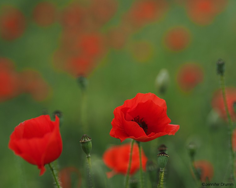 poppies6_4-16-2016-L.jpg