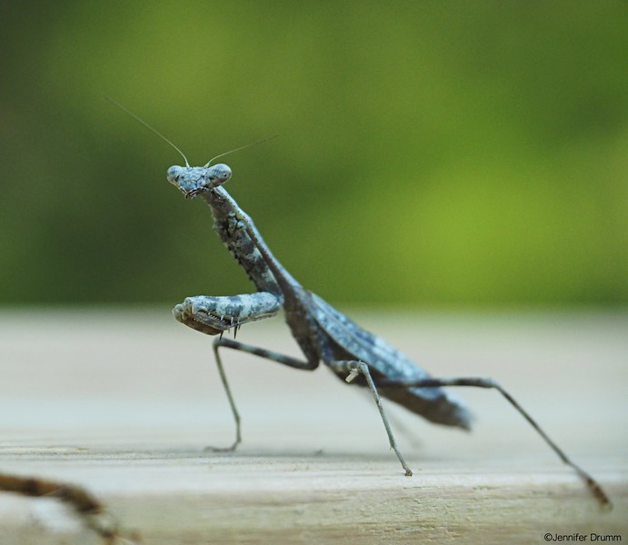 PrayingMantis1_10-8-16-L.jpg