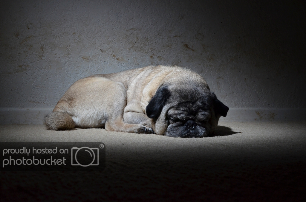 Pug-1_zps0b656a03.jpg