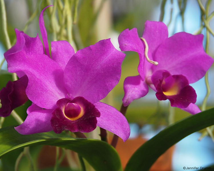 Purple_Orchid10-30-2016-L.jpg