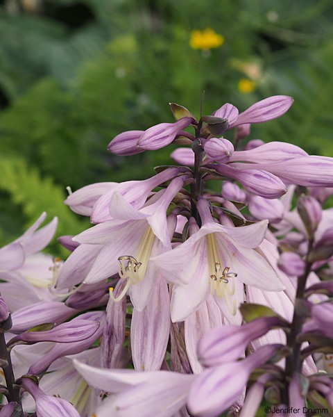 PurpleFlowers_BallardLocks7-7-2016-L.jpg