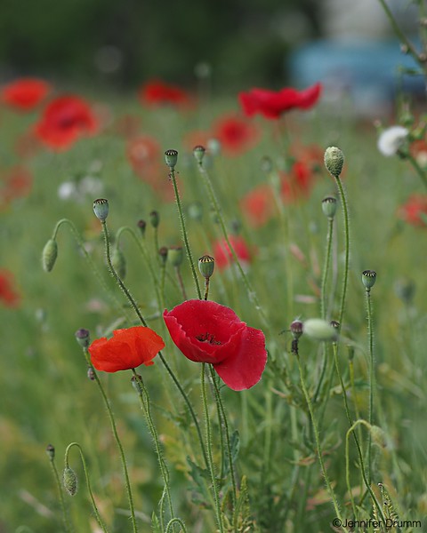 RedPoppies4-9-2016-L.jpg