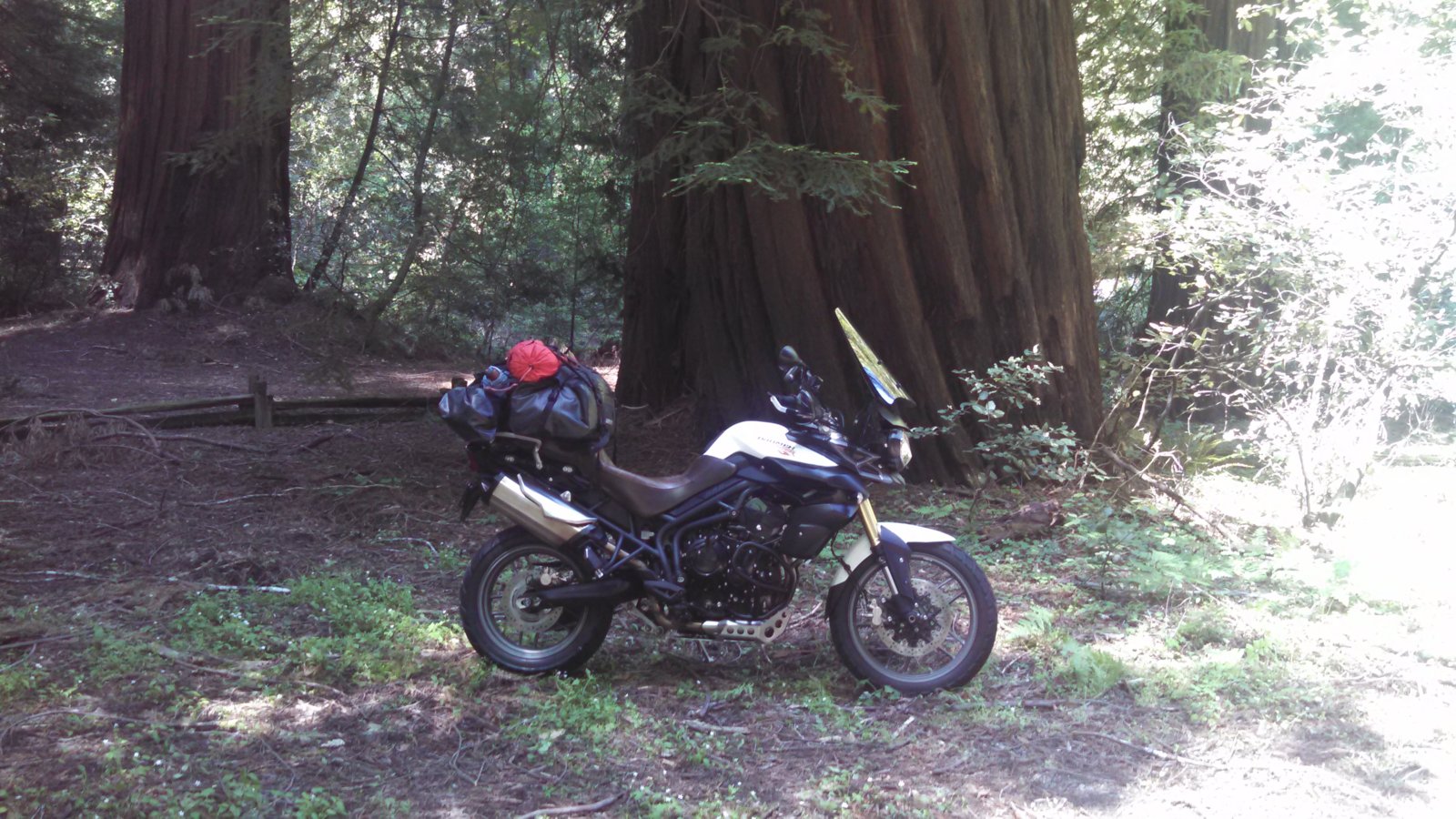 Redwoods and Tiger.jpg