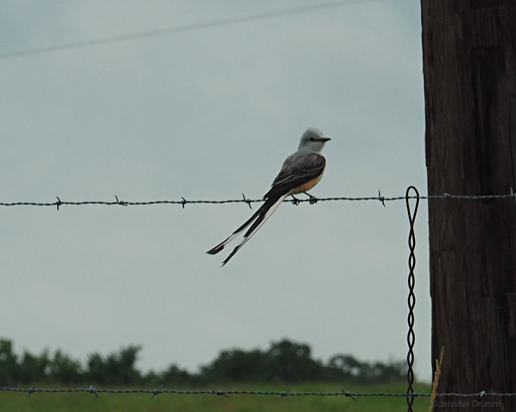 scissortail3_5-1-2016-L.jpg