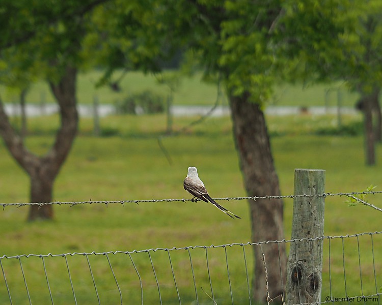 scissortail4_5-1-2016-L.jpg