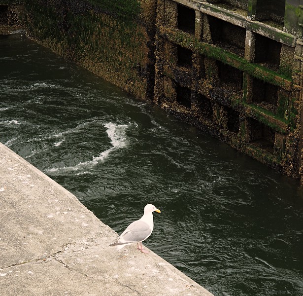 seagull_7-7-2016-L.jpg