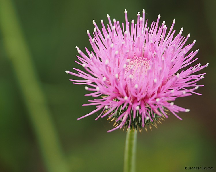 thistle2_5-1-2016-L.jpg