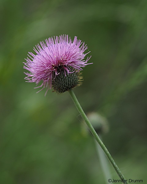 Thistle_4-24-2016-L.jpg