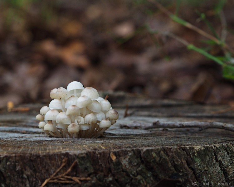 TinyMushrooms1_8-28-16-L.jpg