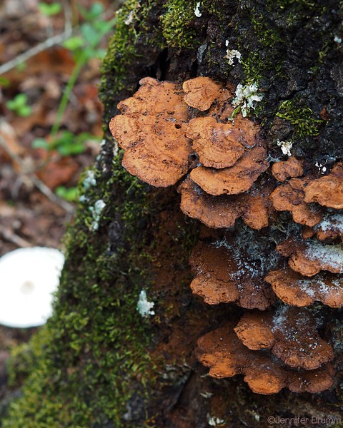 TurkeyTail8-28-16-L.jpg