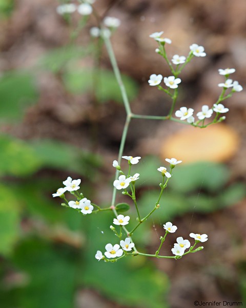 WhiteFlowers8-28-16-L.jpg