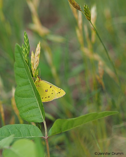 yellow_butterfly2_4-24-2016-L.jpg