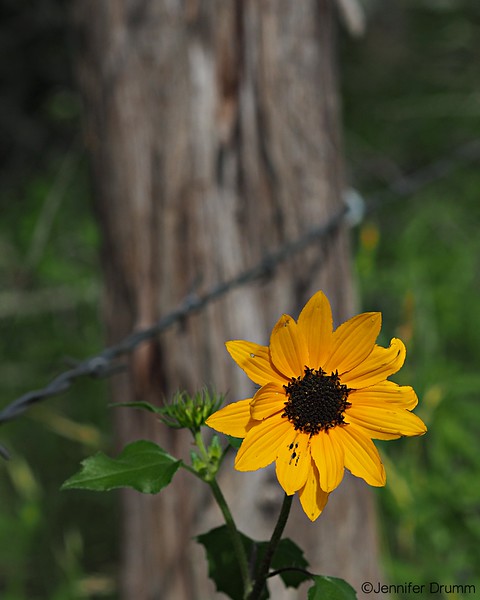 YellowFlower2_4-24-16-L.jpg