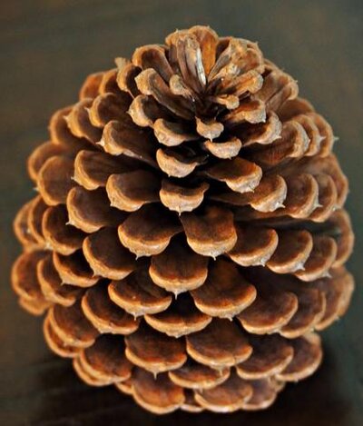 pinecone.jpg